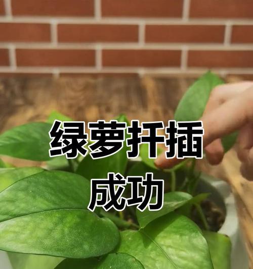绿萝水培扦插的正确步骤是什么？
