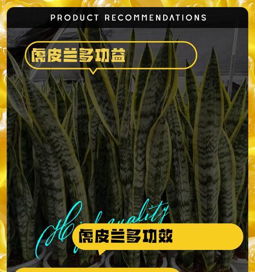 虎皮兰快速生长的秘诀是什么？如何促进其快速生长？