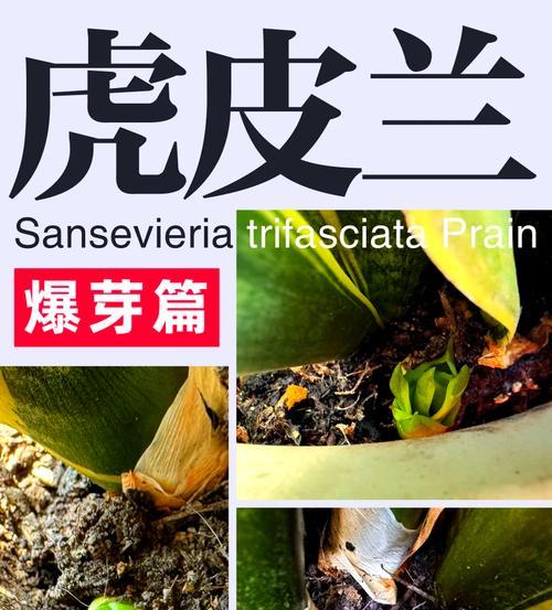 虎皮兰快速生长的秘诀是什么？如何促进其快速生长？