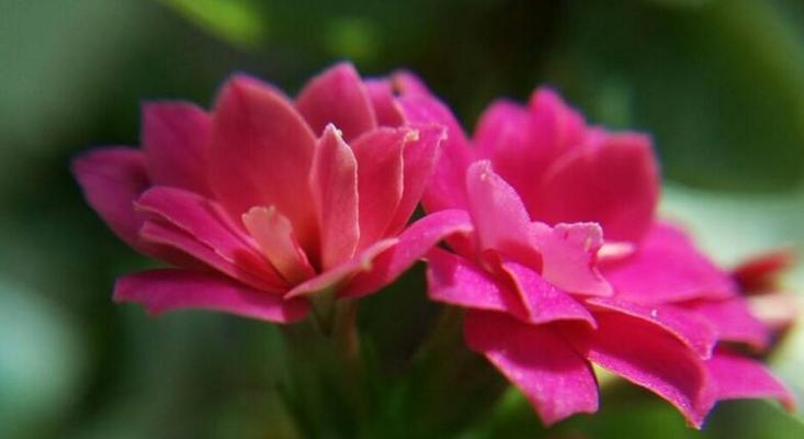 洋菜膏的花语有何含义？洋菜膏在花语中象征着什么？