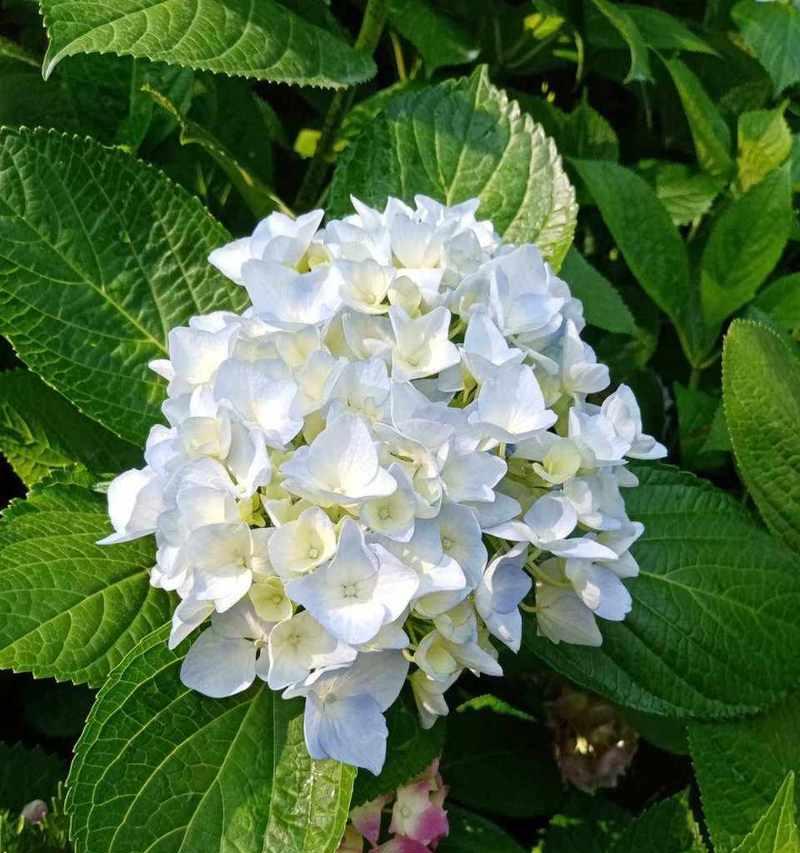 最耐人花的花语含义有哪些？