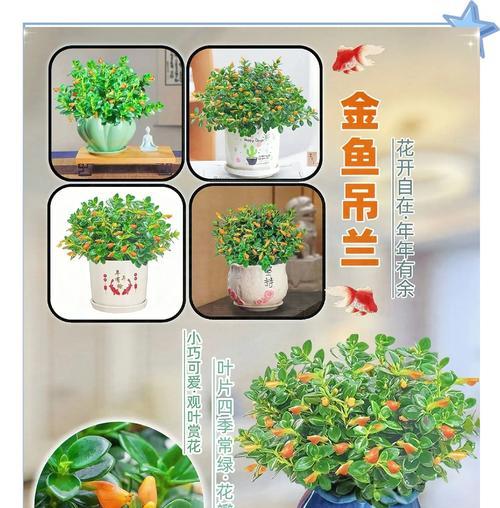 金鱼花盆景在室内如何养护？有哪些注意事项？