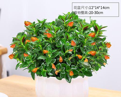 金鱼花盆景在室内如何养护？有哪些注意事项？