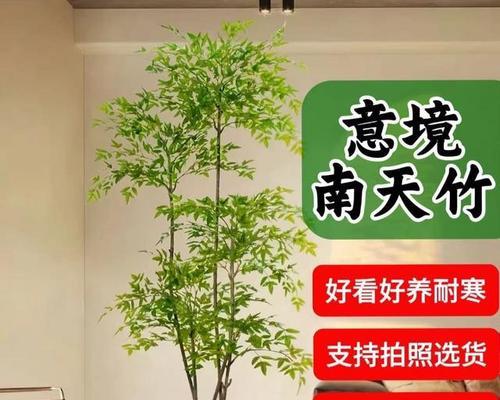 南天竹的种植方法是什么？如何保持其健康生长？
