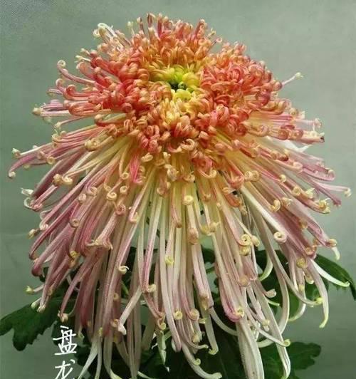 菊花的独特特点有哪些？菊花的品种和特性是什么？