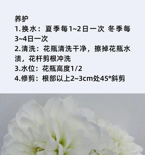 如何用花语表达对老公的感谢？