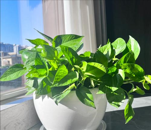 植物晒太阳的好处有哪些？