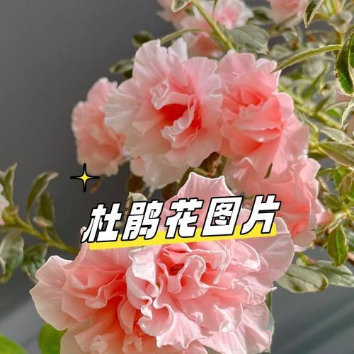 芍药花有哪些不好的花语？它通常象征着什么？