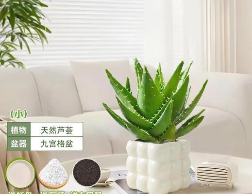 芦荟水养的正确步骤是什么？
