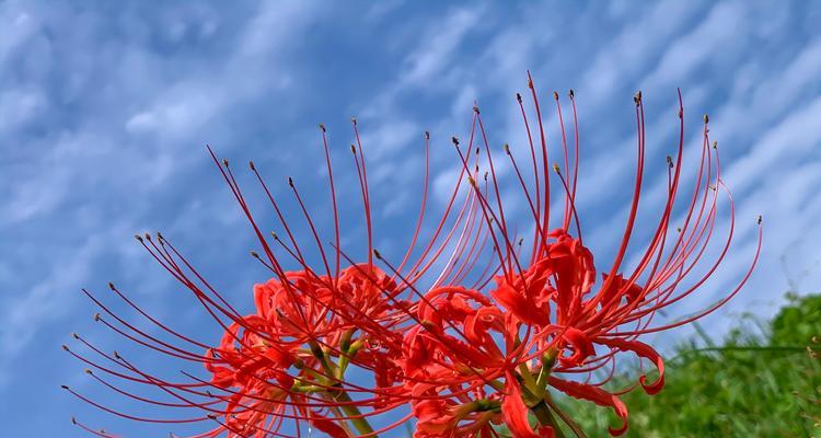 什么花在毁灭中绽放，其花语是什么？