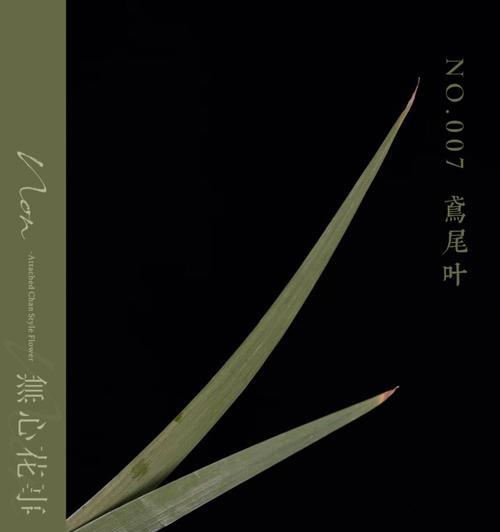黑色鸢尾花代表了什么？它的花语有何含义？