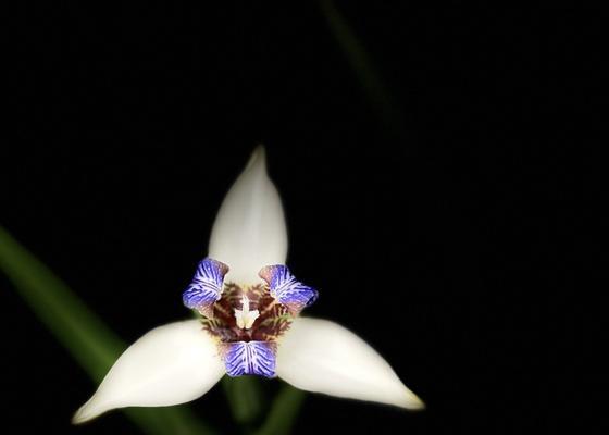 黑色鸢尾花代表了什么？它的花语有何含义？