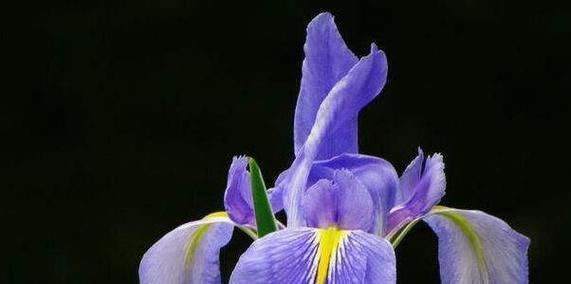 黑色鸢尾花代表了什么？它的花语有何含义？