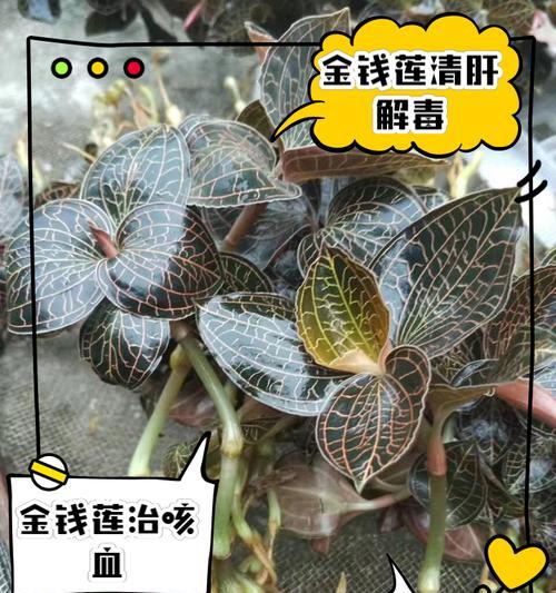 金莲花的种植技巧有哪些？如何保证金莲花良好生长？