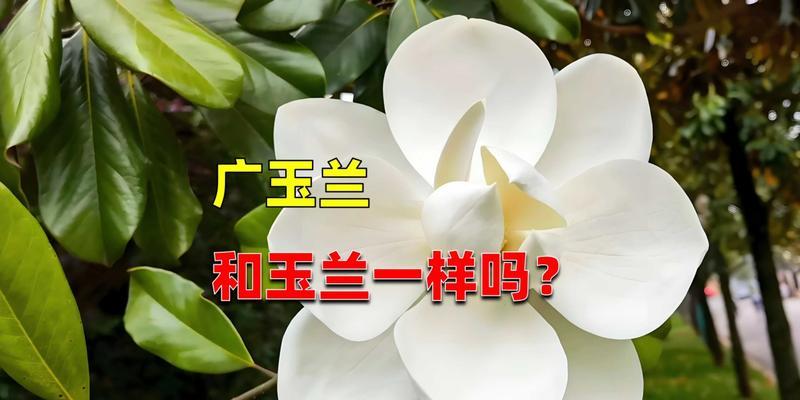 玉兰和海棠的花语分别是什么？它们各自代表了什么？