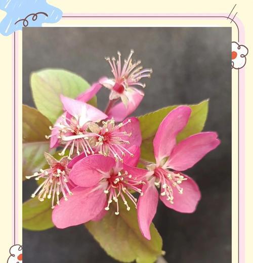 玉兰和海棠的花语分别是什么？它们各自代表了什么？