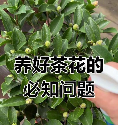 茶花掉叶的原因是什么？如何预防和解决这一问题？