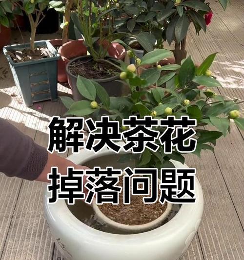 茶花掉叶的原因是什么？如何预防和解决这一问题？