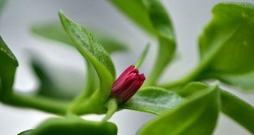 穿心莲的开花时间是什么时候？如何促进穿心莲的开花？
