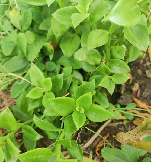 穿心莲的开花时间是什么时候？如何促进穿心莲的开花？