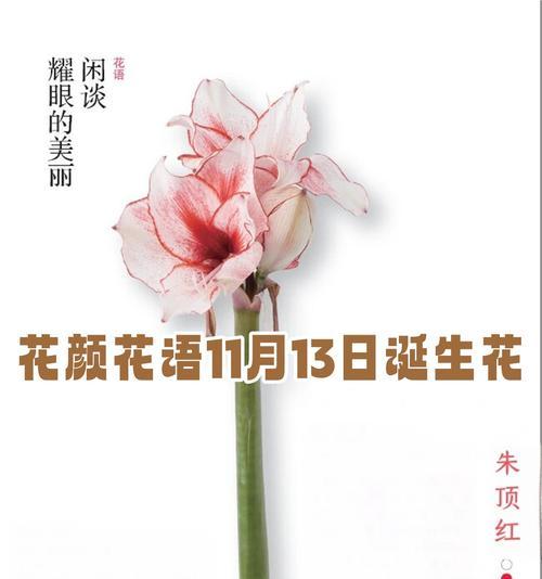 紫罗兰的诞生花花语是什么？它象征着什么？
