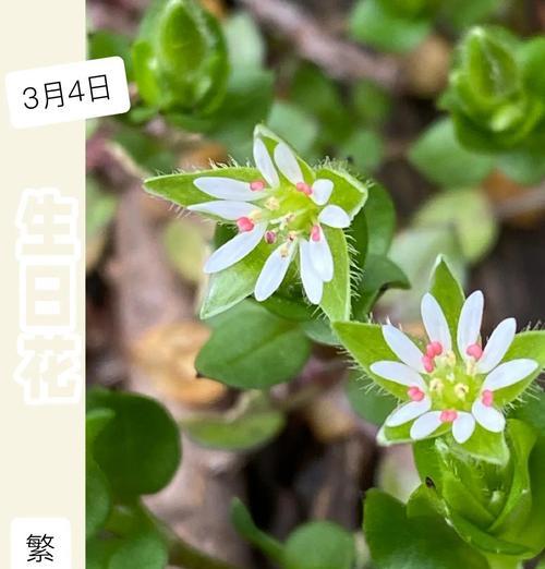 紫罗兰的诞生花花语是什么？它象征着什么？