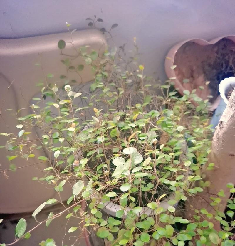 千叶吊兰修剪的最佳时机是什么时候？千叶吊兰如何修剪？