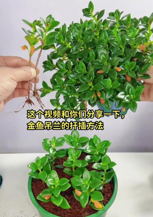千叶吊兰修剪的最佳时机是什么时候？千叶吊兰如何修剪？