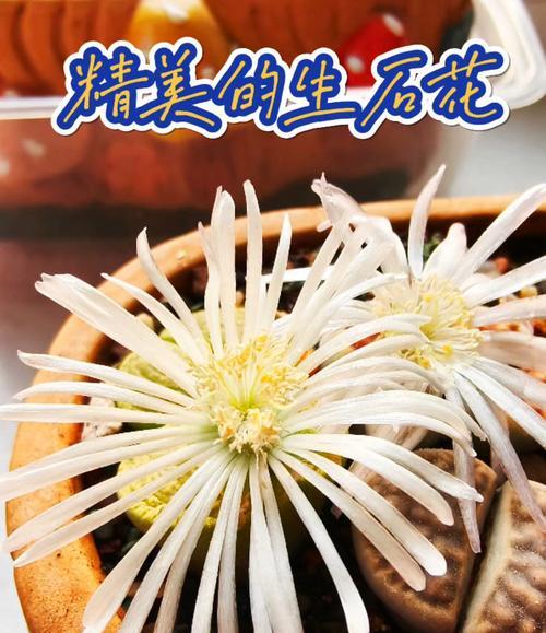 养生石花的正确方法和注意事项有哪些？