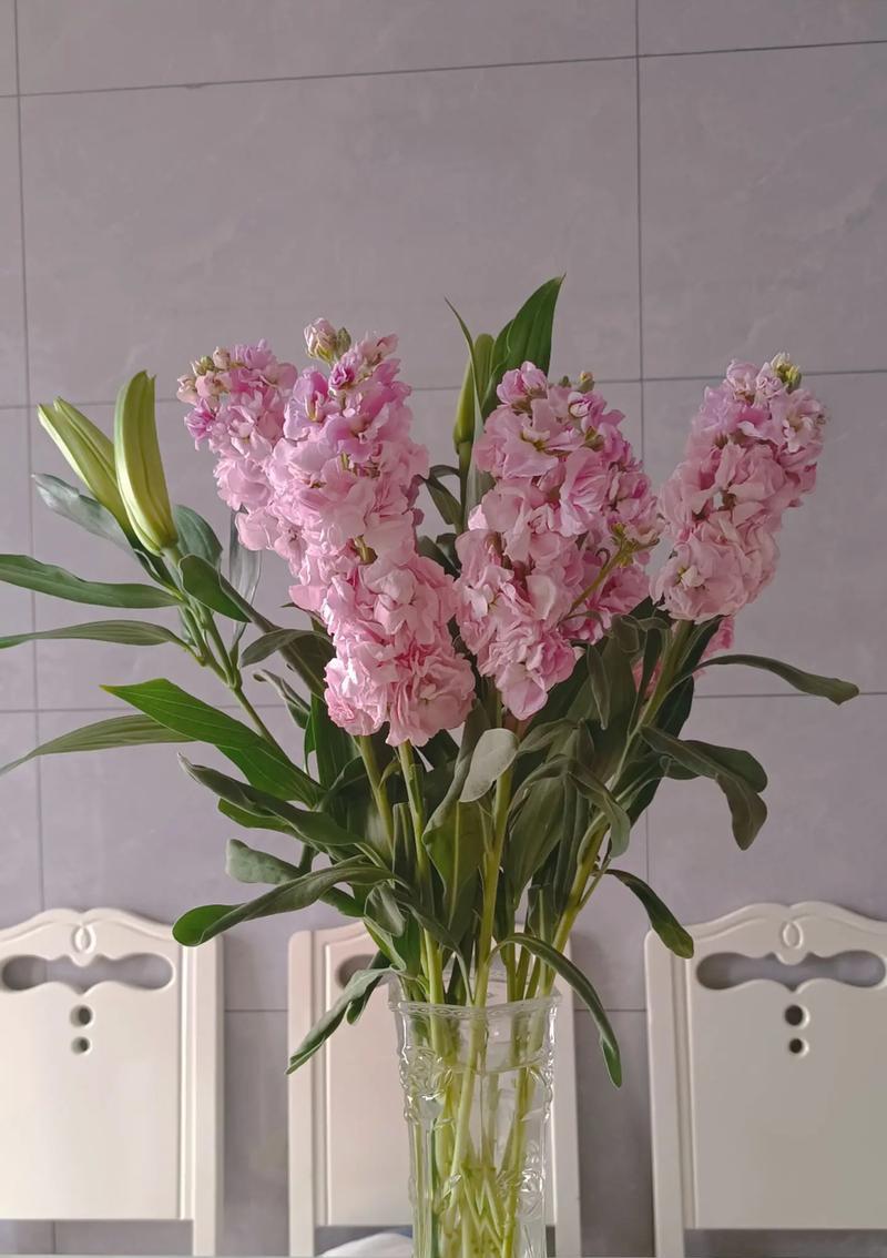 5朵紫罗兰的花语是什么？它有何特别含义？