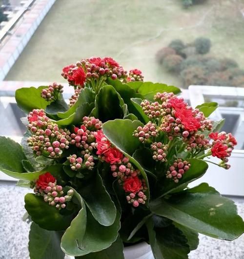 冬季适合室内种植的植物有哪些？它们的养护方法是什么？