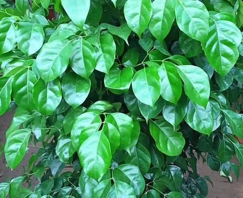 冬季适合室内种植的植物有哪些？它们的养护方法是什么？