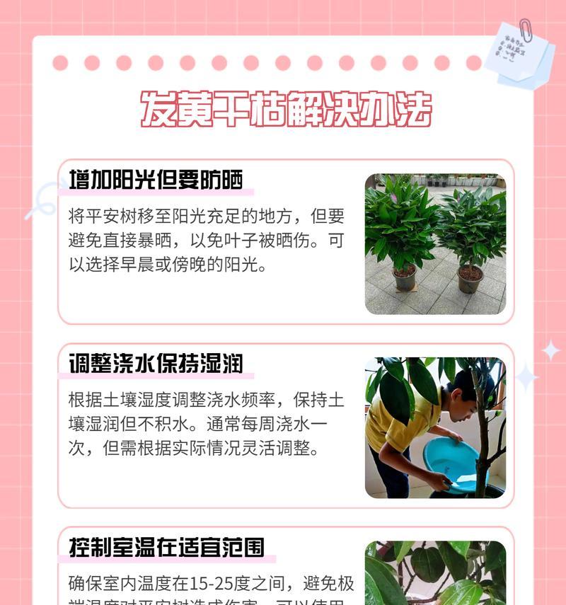 平安树叶子发黄怎么办？如何保持叶子翠绿？