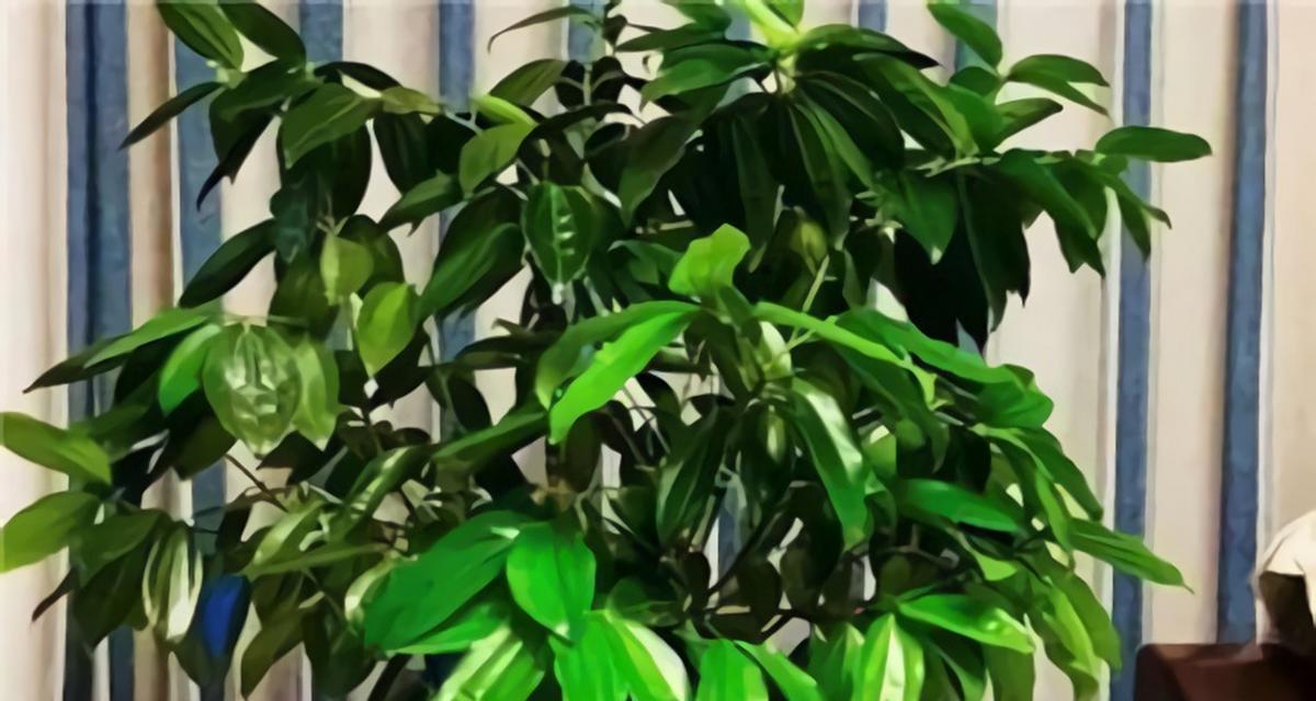 平安树叶子发黄怎么办？如何保持叶子翠绿？
