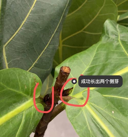 琴叶榕分枝方法是什么？怎样促进琴叶榕分枝？