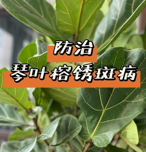 琴叶榕分枝方法是什么？怎样促进琴叶榕分枝？