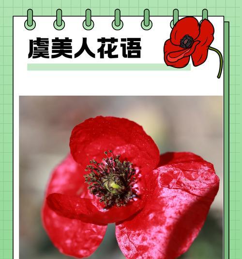 老公送产妇花时应该选择哪种花语？有什么特别推荐吗？