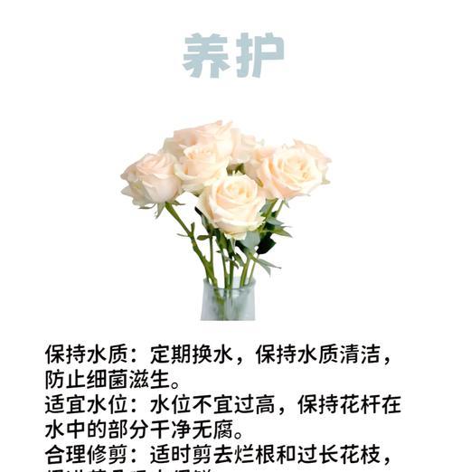 十一朵白香槟玫瑰传递什么信息？花语有何特别之处？