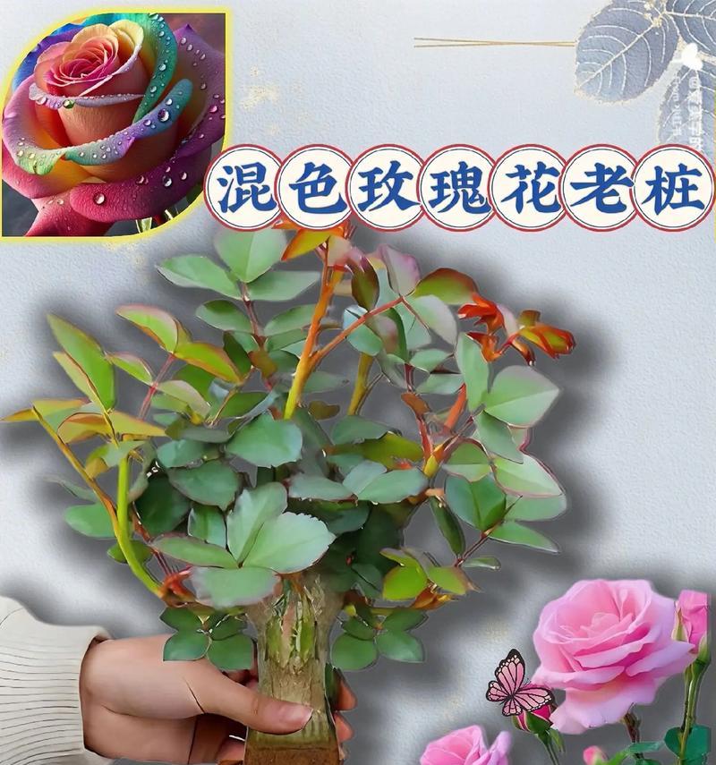 玫瑰花一朵开的原因是什么？如何促进多花同时开放？