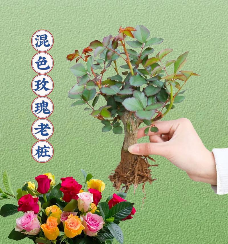 玫瑰花一朵开的原因是什么？如何促进多花同时开放？
