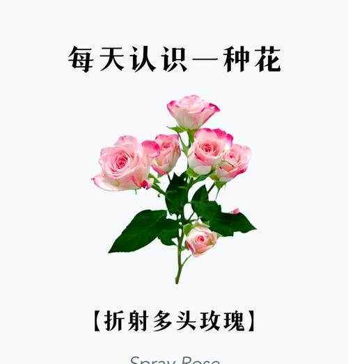 玫瑰花一朵开的原因是什么？如何促进多花同时开放？