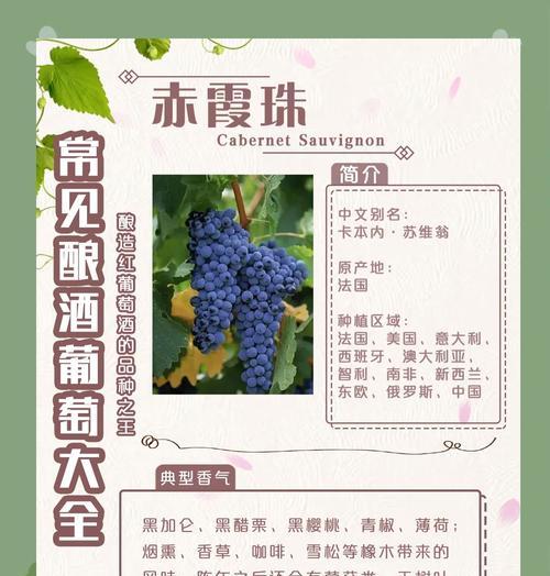 葡萄红杏子花语是什么？葡萄红杏子代表什么意义？