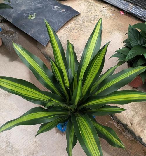 绿巨人植物的养殖技巧是什么？绿巨人植物需要哪些特殊照顾？