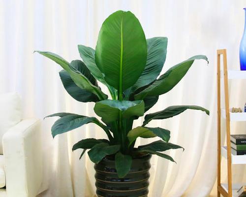绿巨人植物的养殖技巧是什么？绿巨人植物需要哪些特殊照顾？