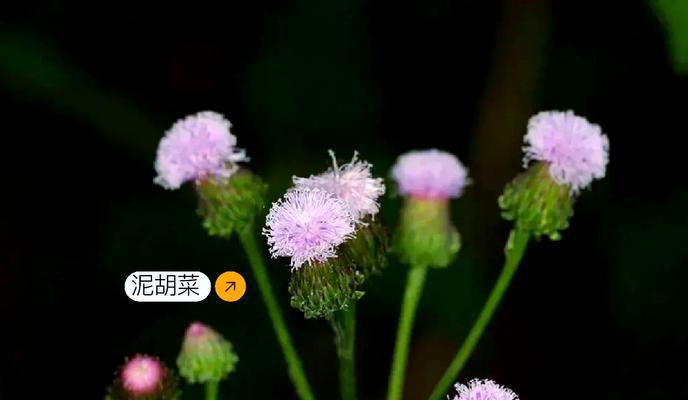 常见的几种野花各自有什么花语和寓意？