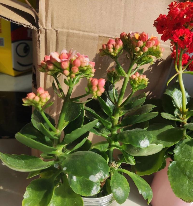 水培鲜花有哪些种类？如何正确养护？