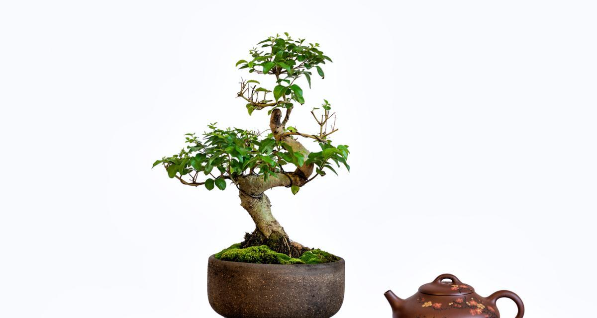 榕树盆景修剪的最佳时机和方法是什么？