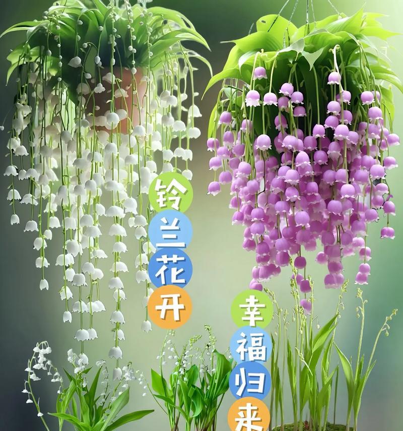 植树和浇花的花语分别是什么？