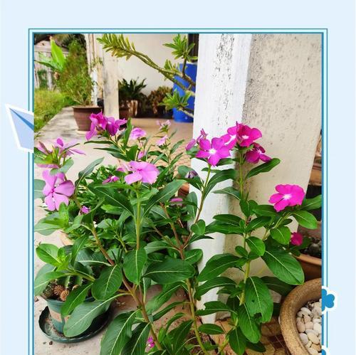 花干叶子是怎么回事？如何判断植物缺水或病害？
