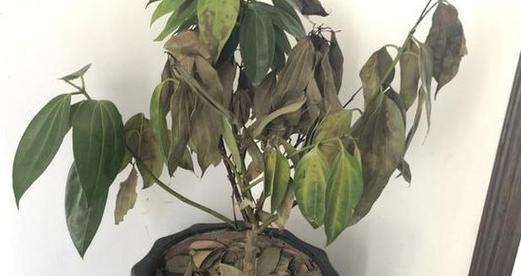 花干叶子是怎么回事？如何判断植物缺水或病害？